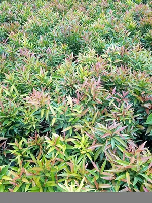 Alginia Tree for Shade and Edges