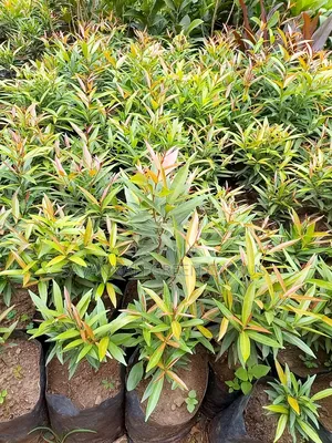 Alginia Tree for Shade and Edges