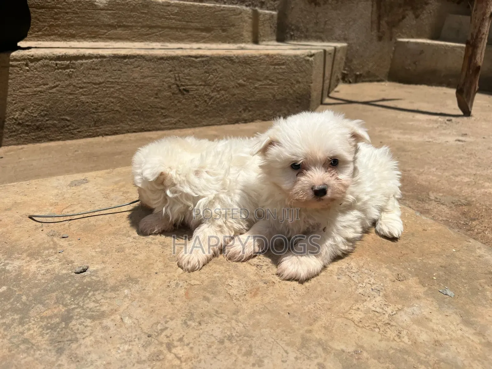 1-3 months Male Purebred Maltese