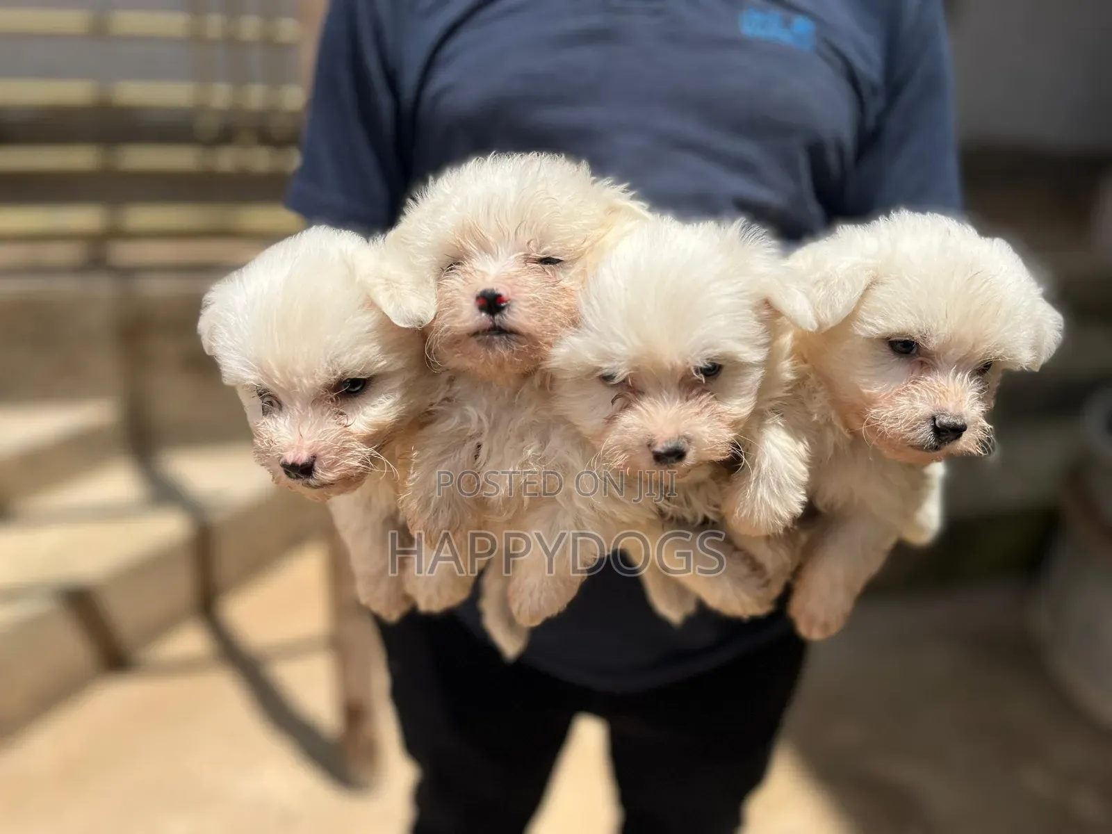1-3 months Male Purebred Maltese