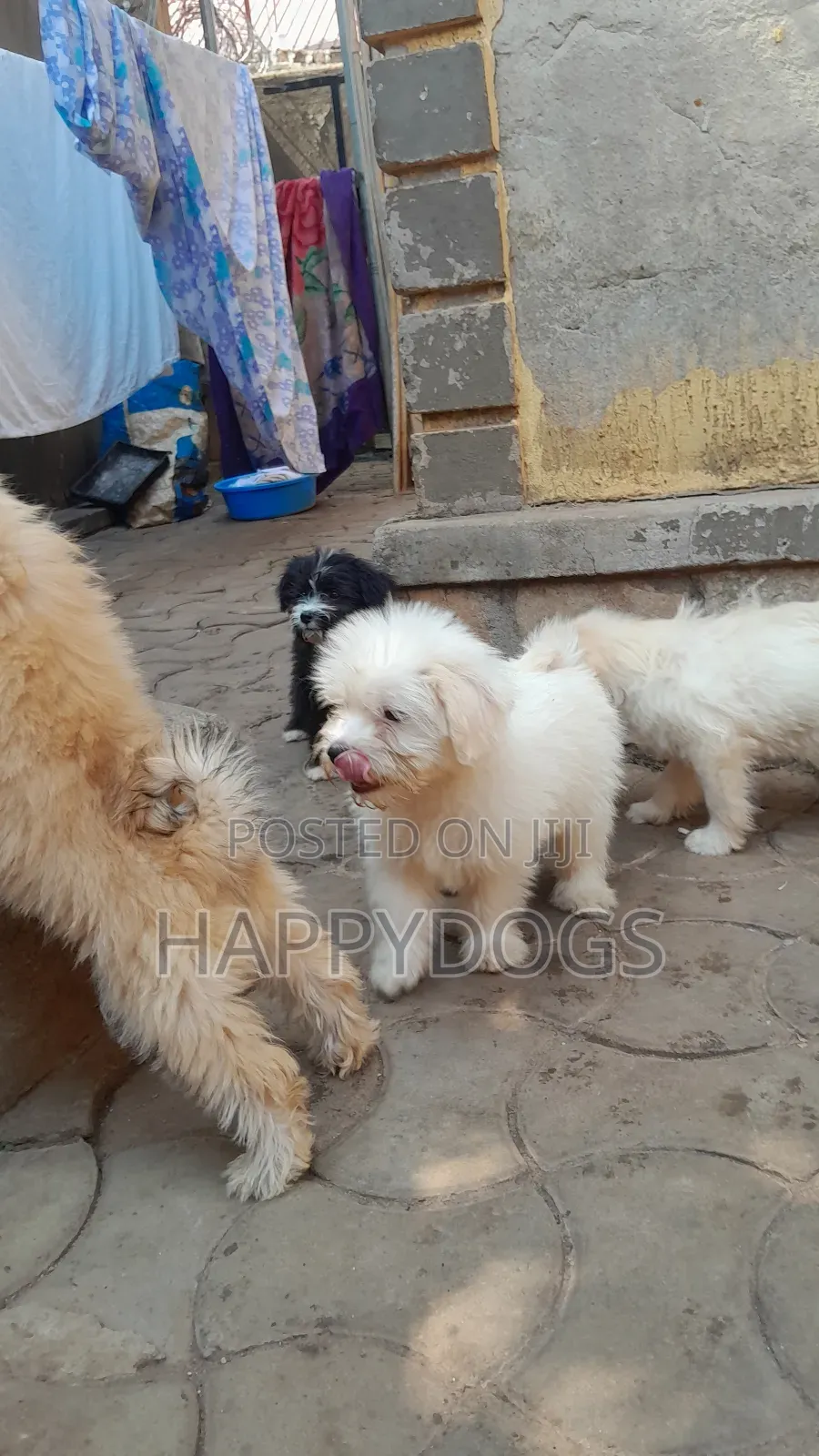 1-3 months Male Purebred Maltese