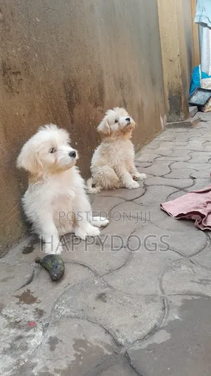1-3 months Male Purebred Maltese