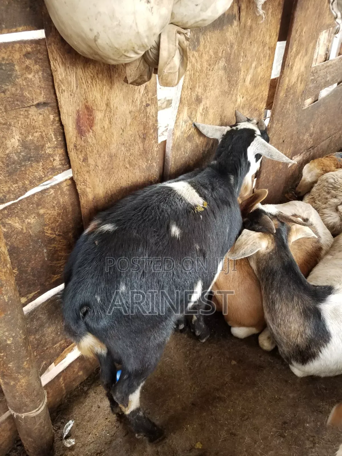 Bittanga Male
