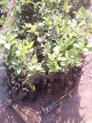 Pixie Orange Seedlings
