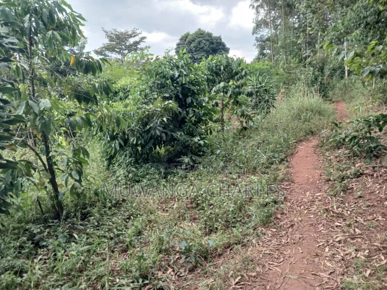 Land for Sale in Kalule Bombo Road