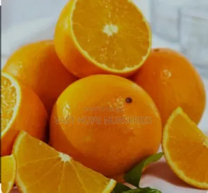 Valencia Orange Seedlings