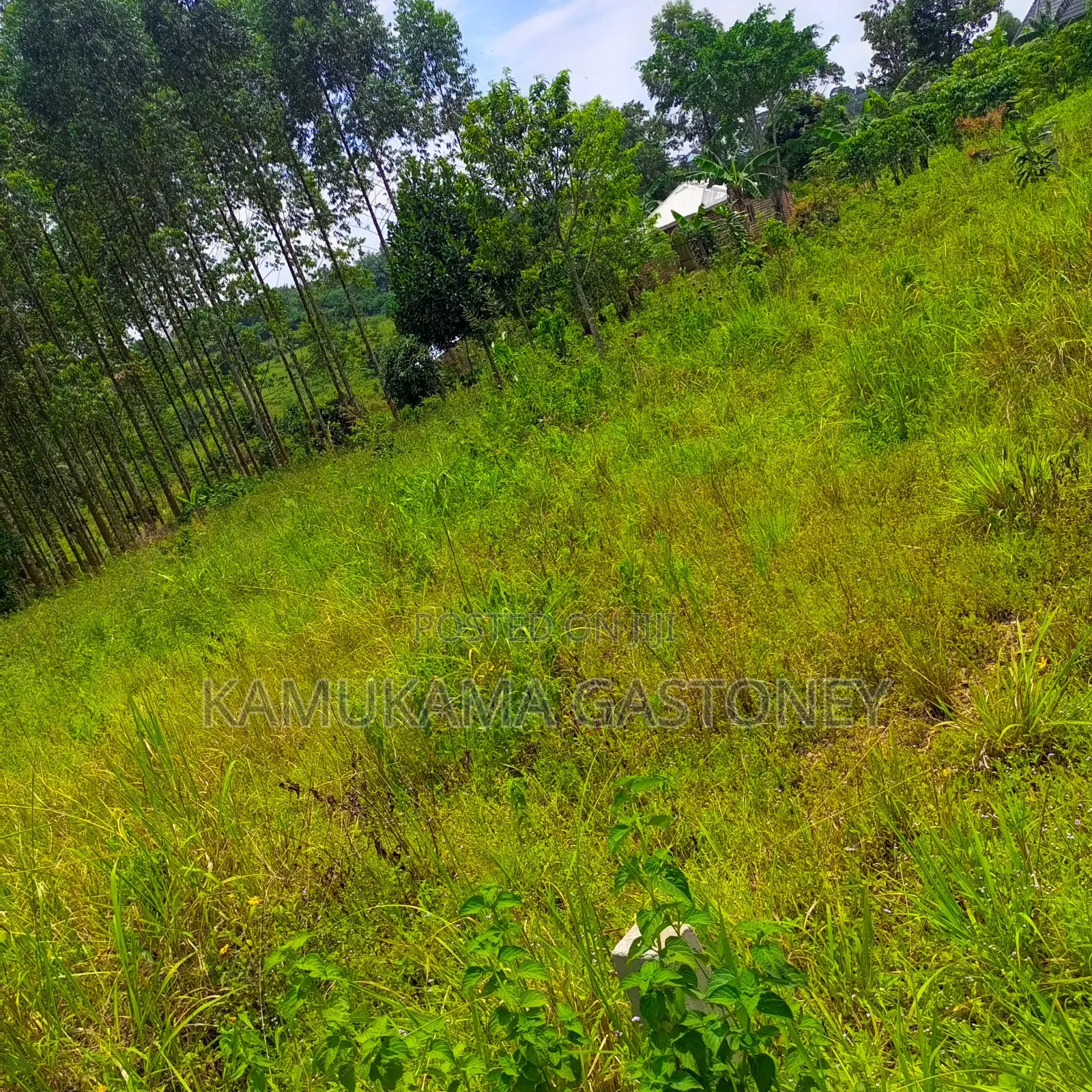 Plot of Land #Kyibanja 50x100