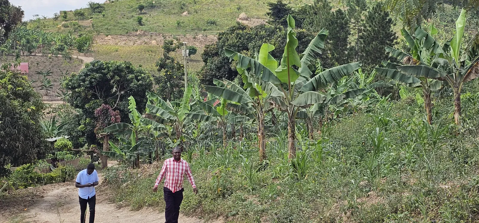 Looking for Farm Land _ Mityana Busunju