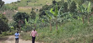 Looking for Farm Land _ Mityana Busunju