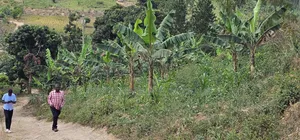 Looking for Farm Land _ Mityana Busunju