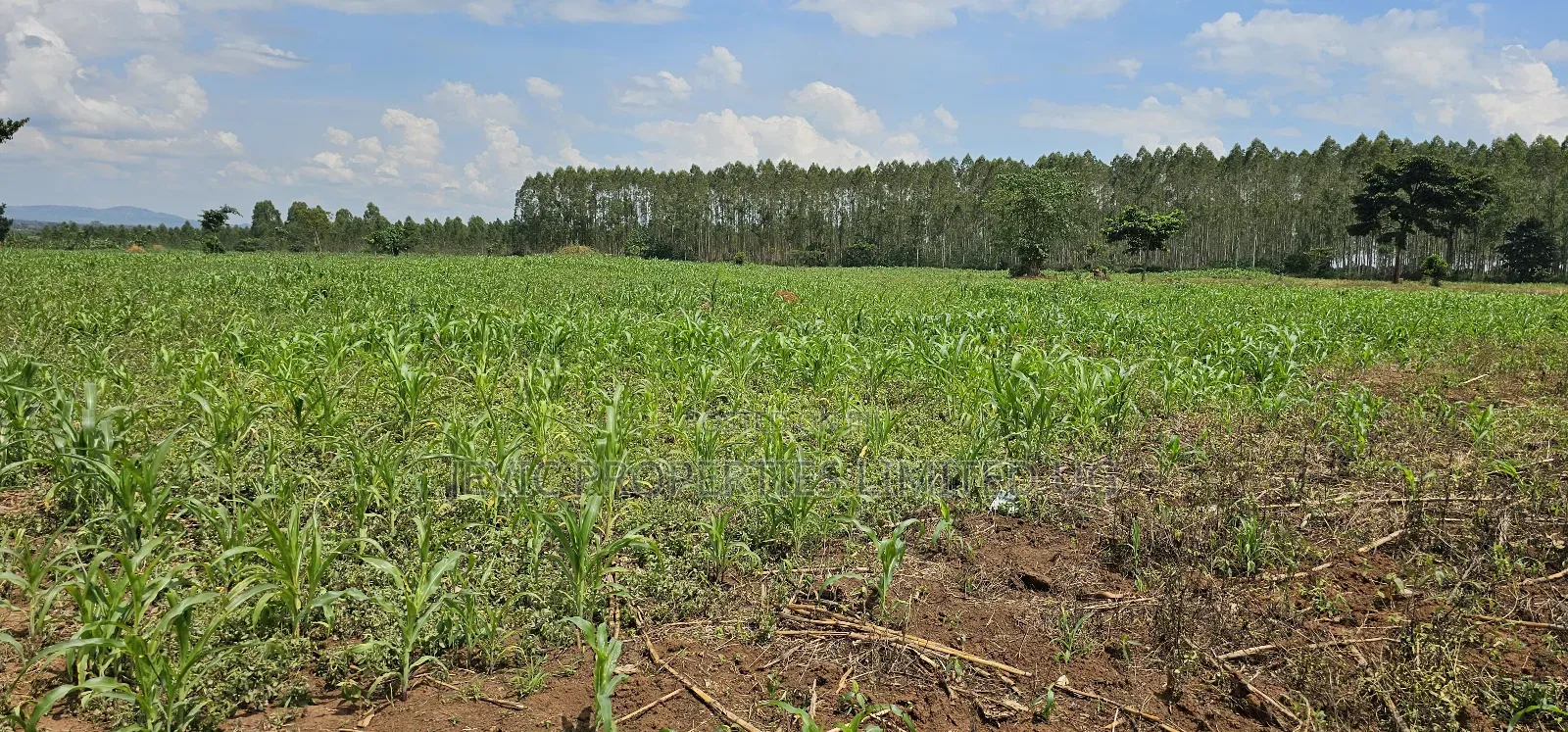 45 Acre Farm Land Sale at Kikyusa Luwero