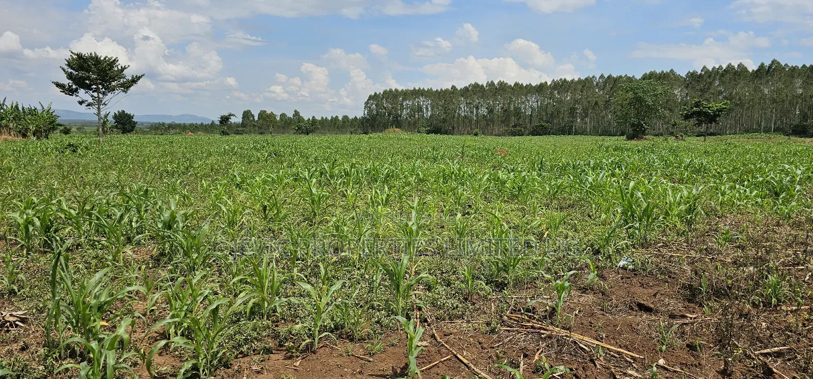 45 Acre Farm Land Sale at Kikyusa Luwero