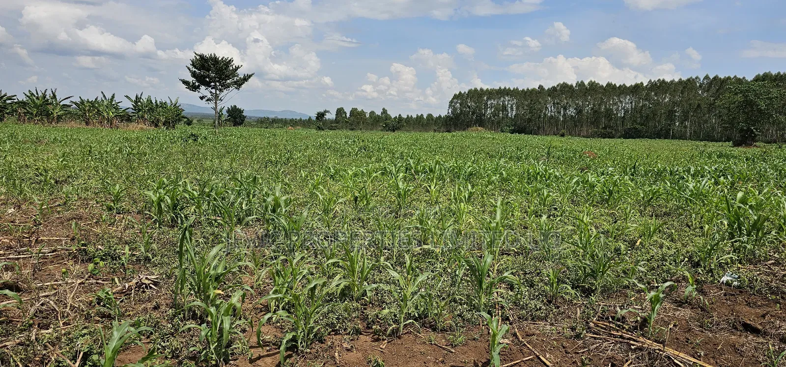 45 Acre Farm Land Sale at Kikyusa Luwero