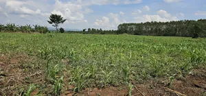 45 Acre Farm Land Sale at Kikyusa Luwero
