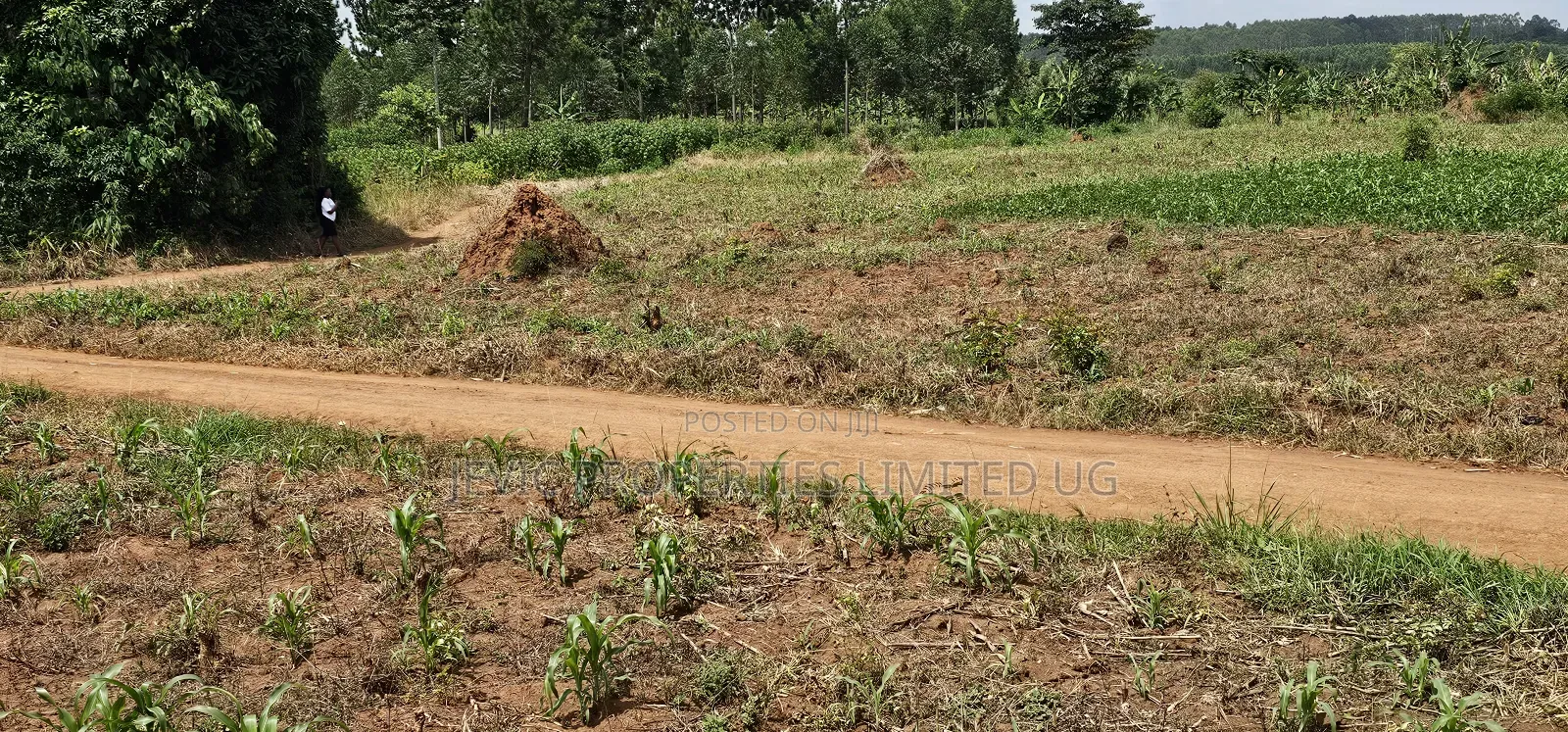 45 Acre Farm Land Sale at Kikyusa Luwero
