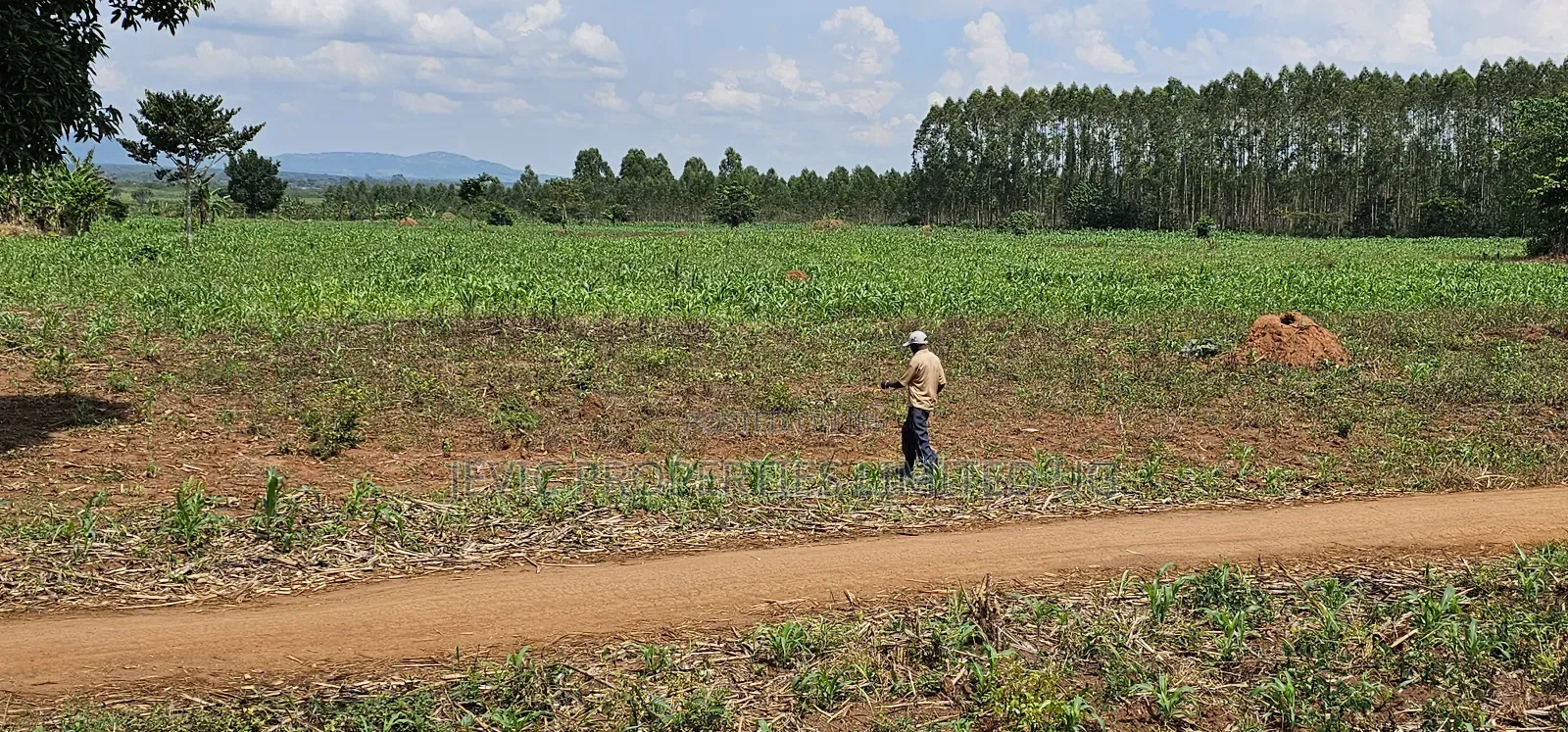 45 Acre Farm Land Sale at Kikyusa Luwero