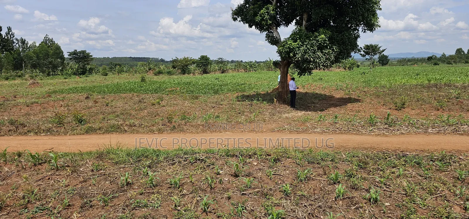 45 Acre Farm Land Sale at Kikyusa Luwero