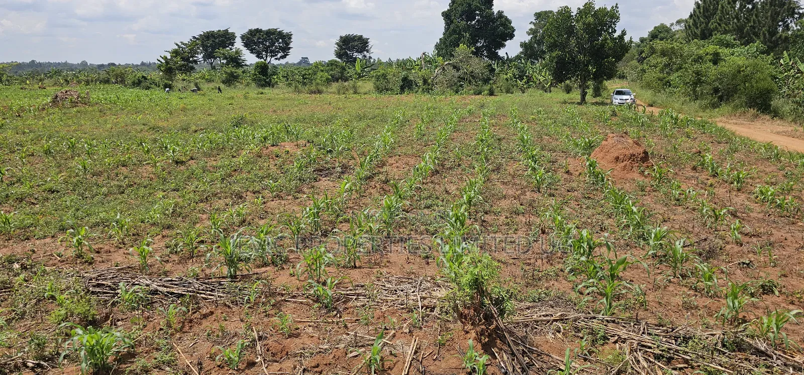 You Need Acres ,Get These 45 Acres at Kikyusa Wobulenzi