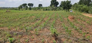You Need Acres ,Get These 45 Acres at Kikyusa Wobulenzi