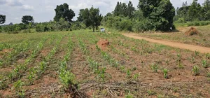 You Need Acres ,Get These 45 Acres at Kikyusa Wobulenzi