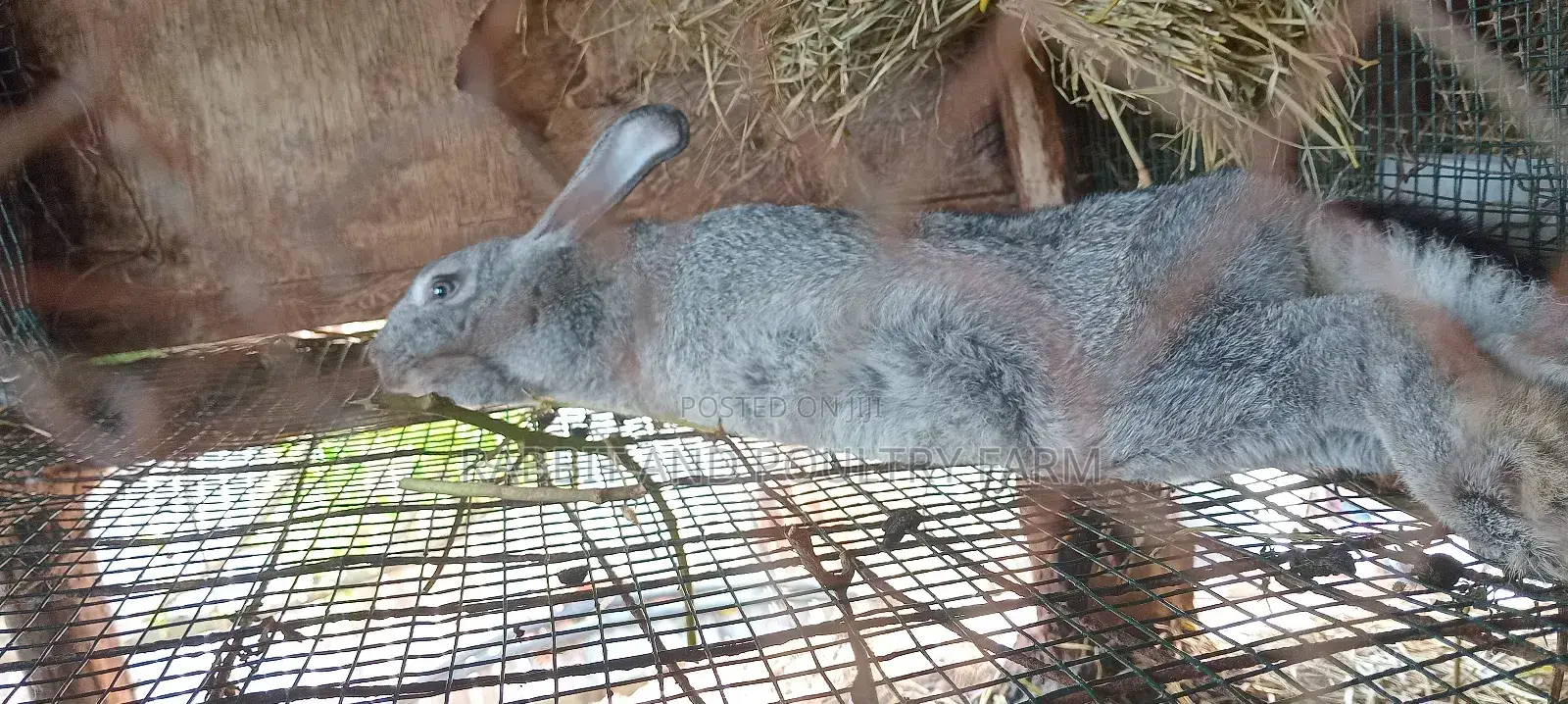 Flemish Giant and American Chinchilla Rabbits Available in Munyonyo