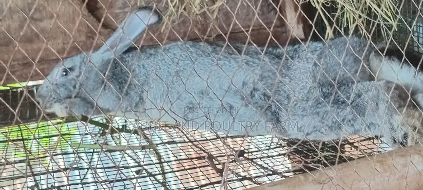 Flemish Giant and American Chinchilla Rabbits Available in Munyonyo