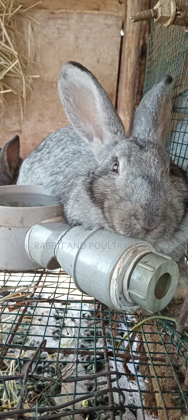 Flemish Giant and American Chinchilla Rabbits Available in Munyonyo