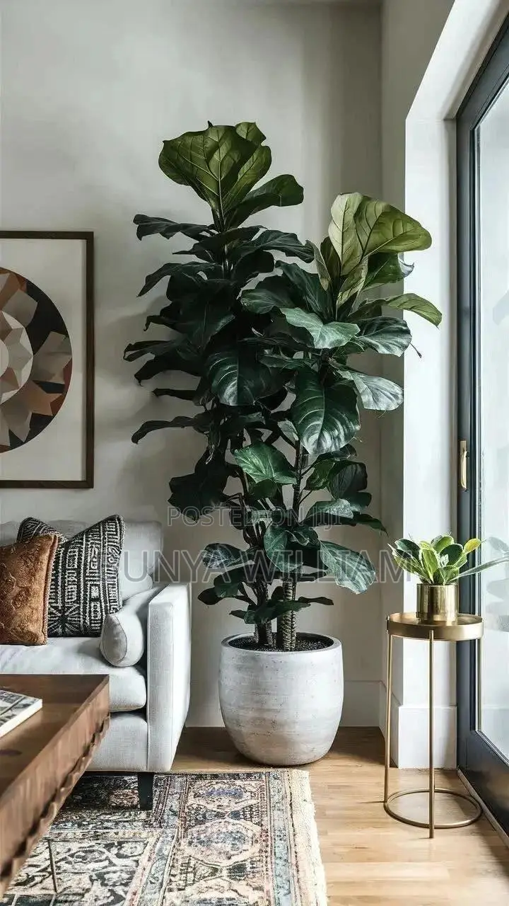 Feddle Leave Plant