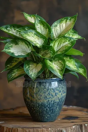 Leafy Indoor Plants