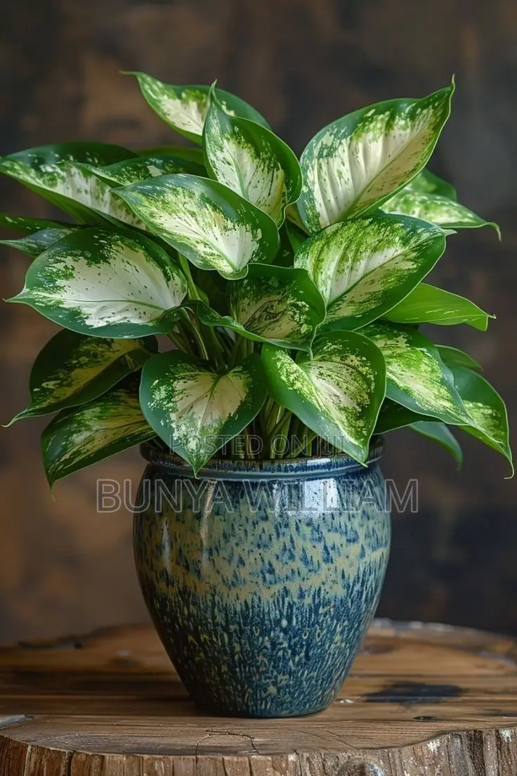 Leafy Indoor Plants