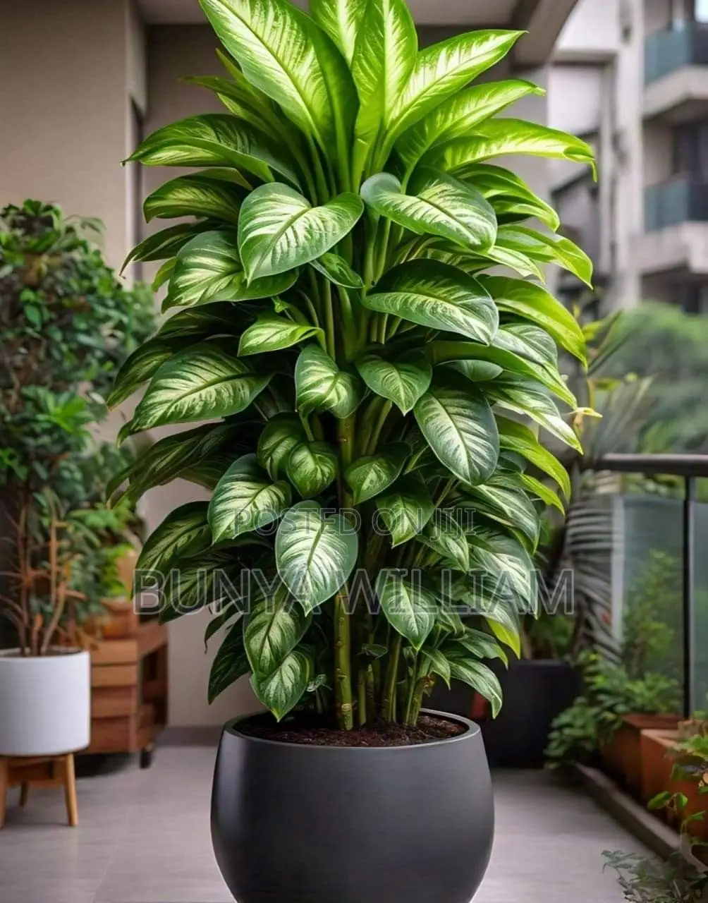 Leafy Indoor Plants
