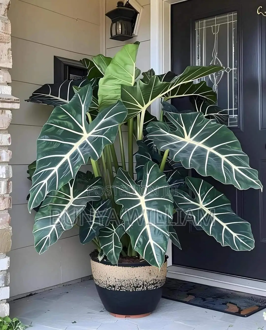 Leafy Indoor Plants