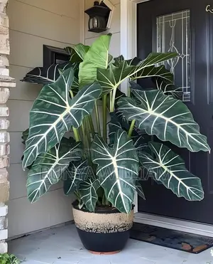 Leafy Indoor Plants