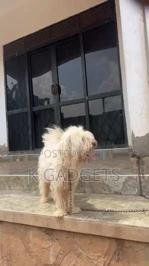 1-3 months Female Purebred Maltese Shih Tzu