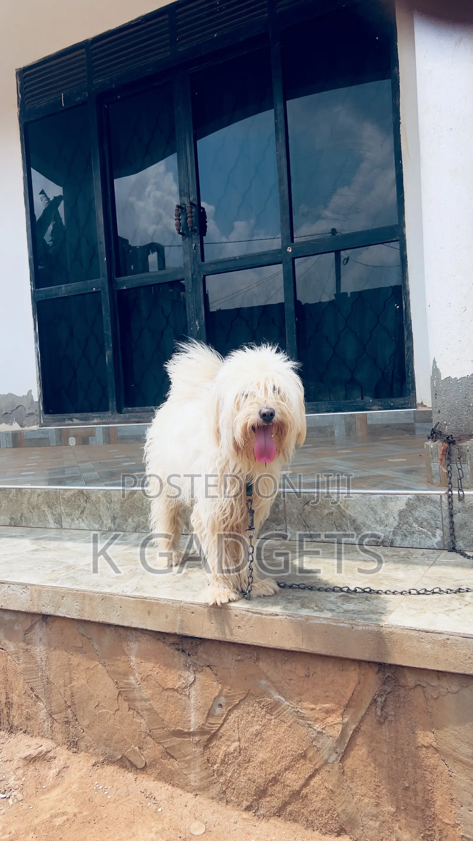 1-3 months Female Purebred Maltese Shih Tzu