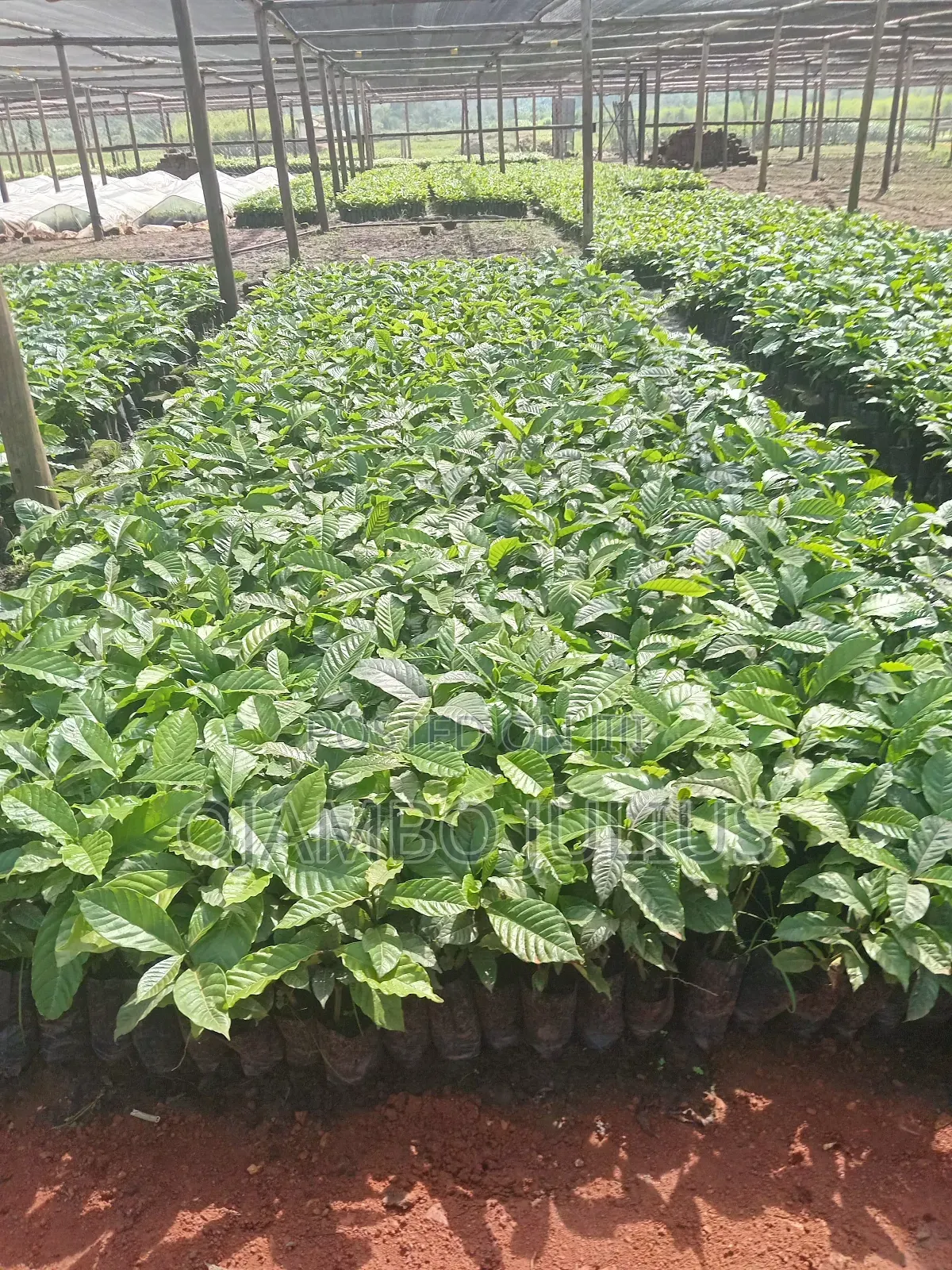 Coffee Cutting Seedlings Kr 10
