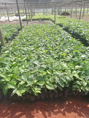 Coffee Cutting Seedlings Kr 10