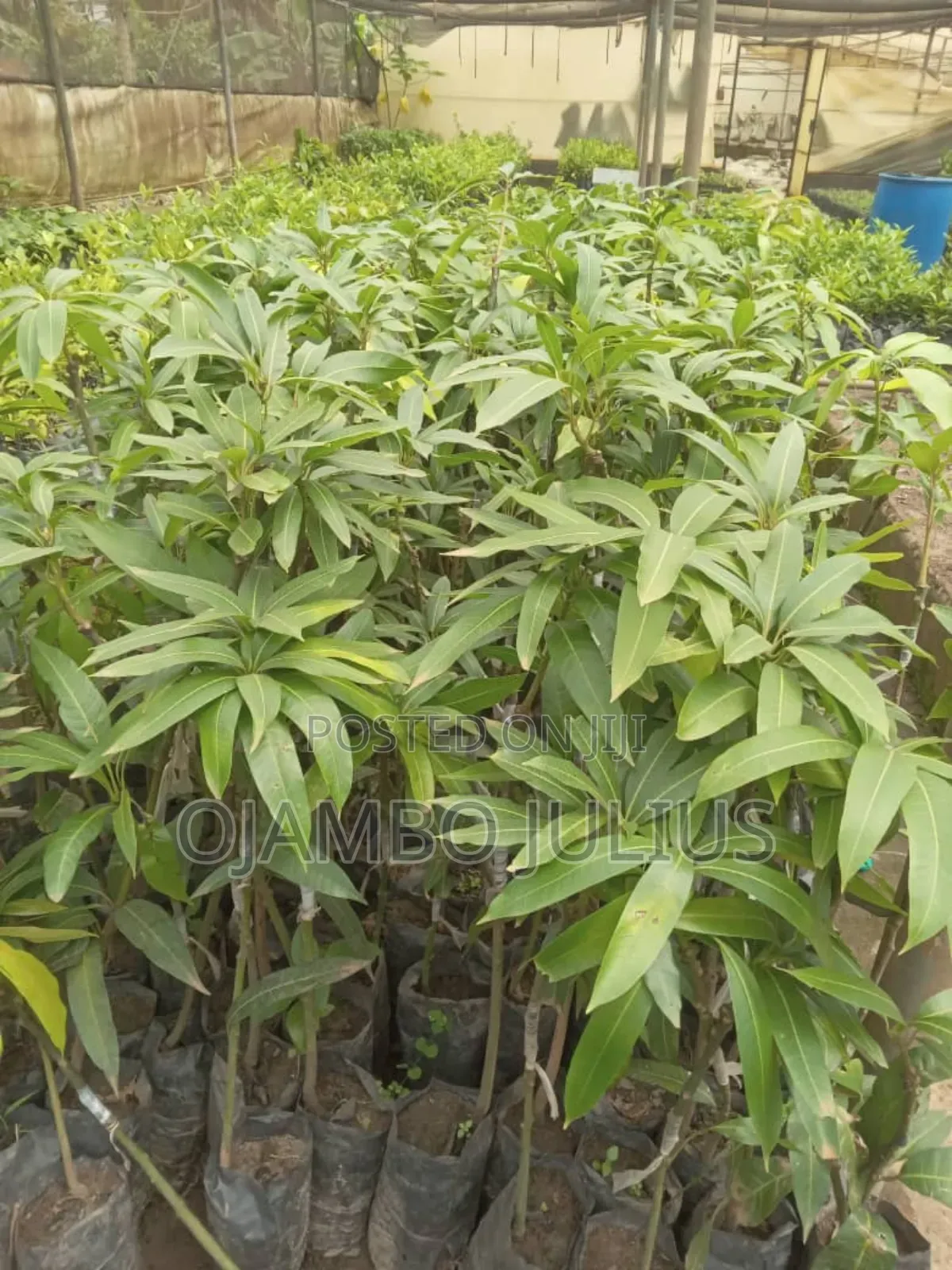 Grafted Mangoes Tommy and Takataka