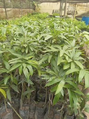Grafted Mangoes Tommy and Takataka