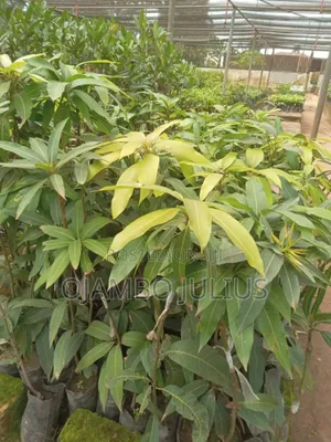 Grafted Mangoes Tommy and Takataka