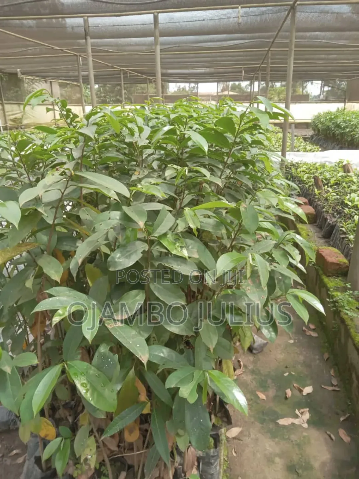 Soursop ( Kitaferi) Seedlings