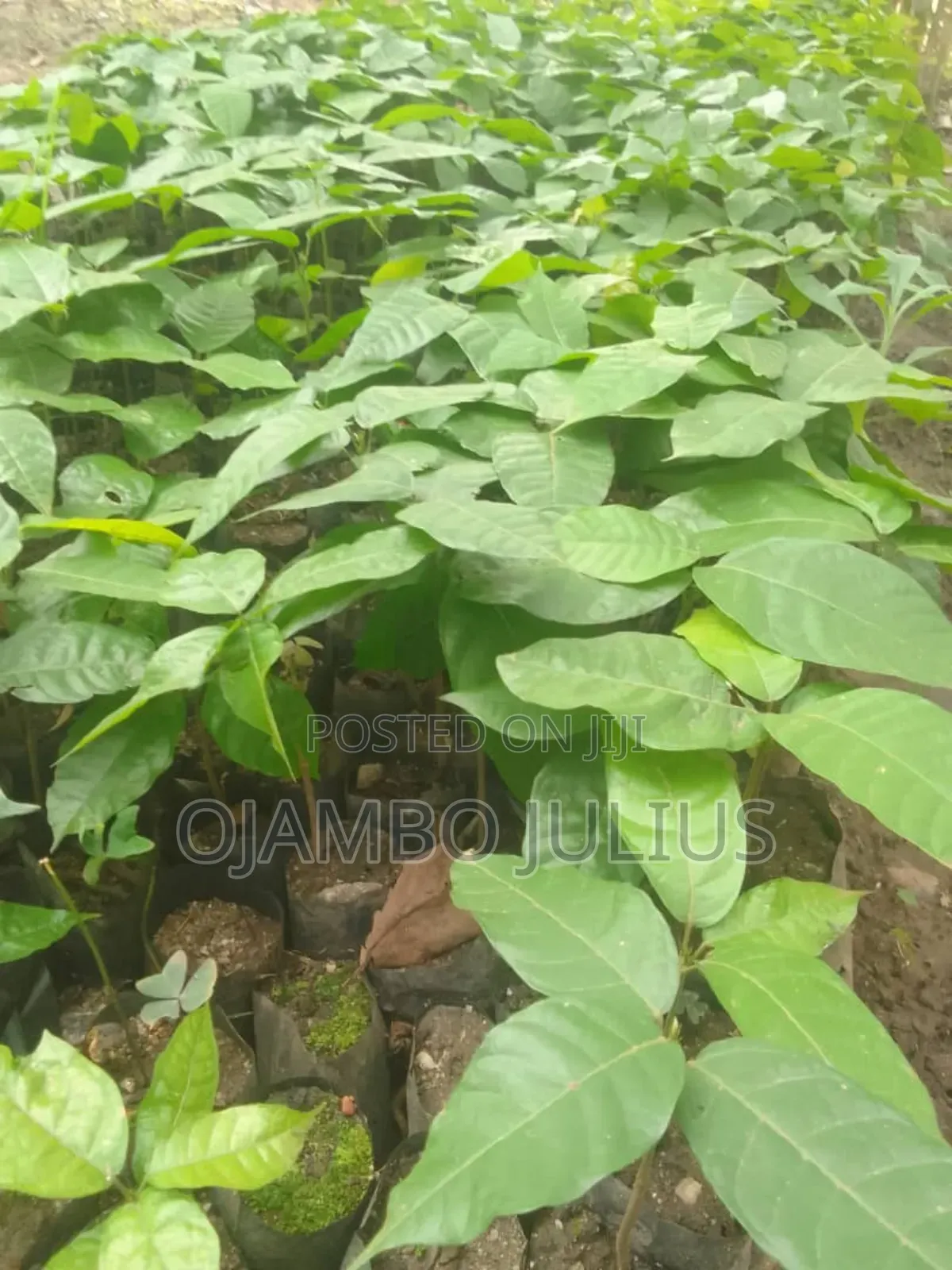 Cocoa Seedlings