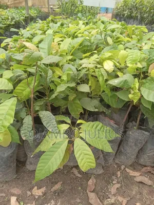Cocoa Seedlings
