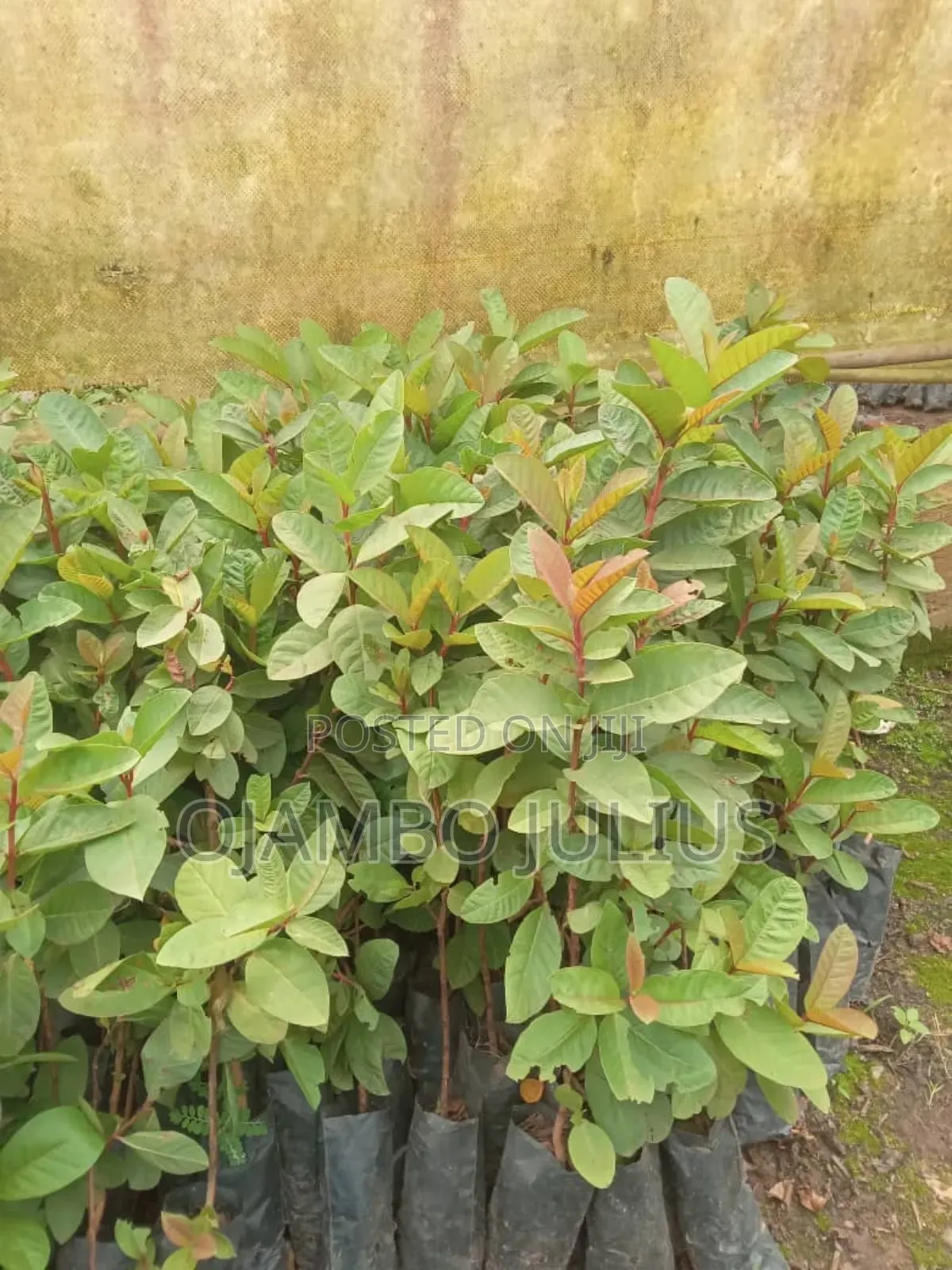 Guavas Seedlings