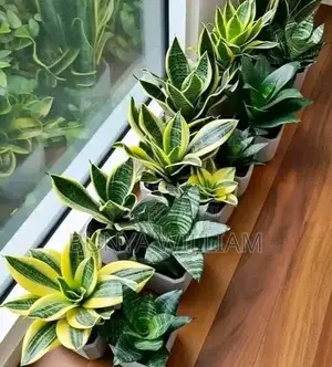 Snake Plants Mini