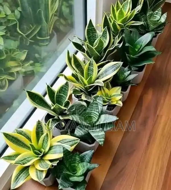 Snake Plants Mini