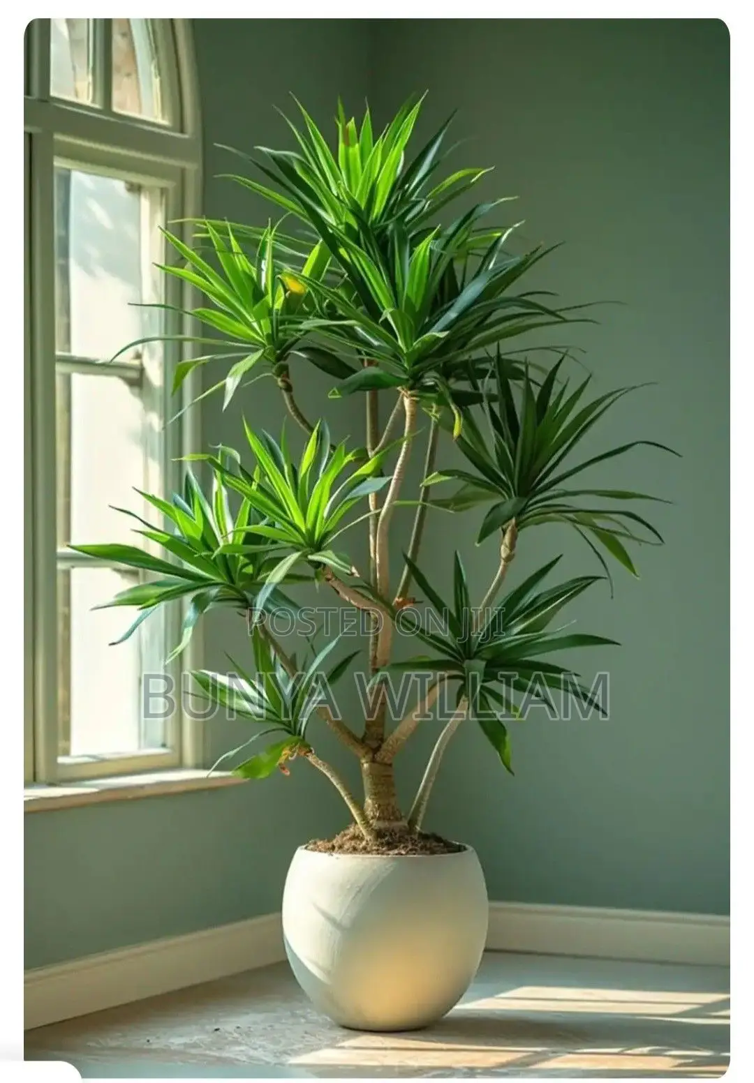 Office Plant