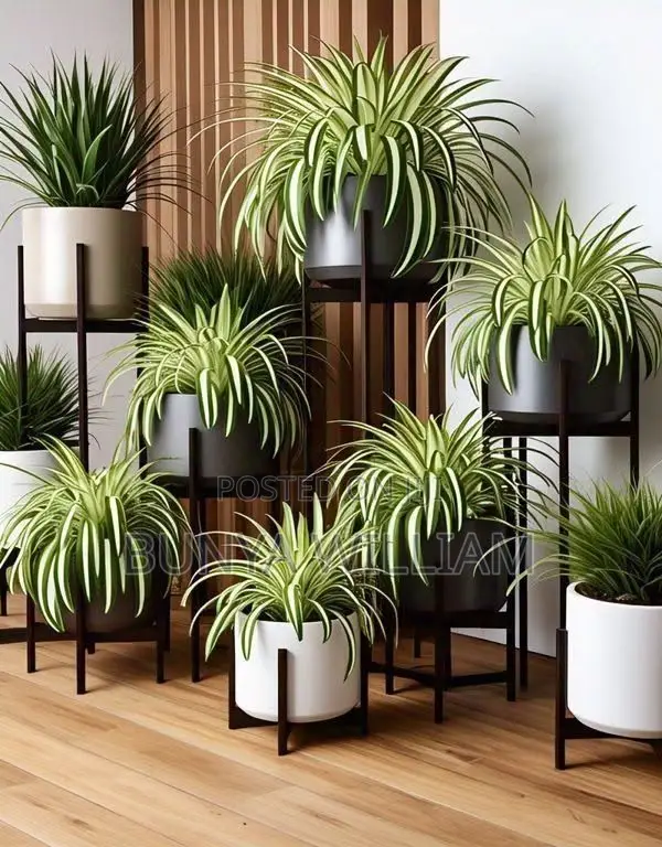 Flower Pots and Stands