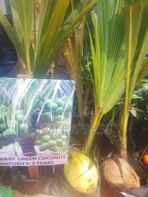 Dwarf Coconut Seedlings