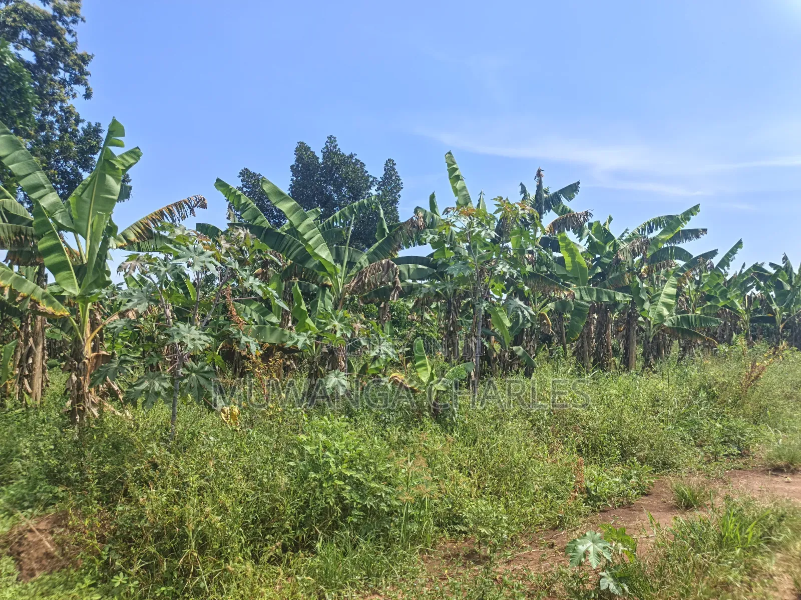 5acres of Land on Quick Sale in Janda Zirobwe Road